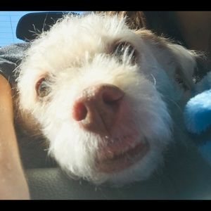 Meet your Posher, Noah